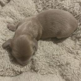 Nutella - Cream female Dachshund puppy in Dobson, North Carolina from Oakleys Dachshund Haven