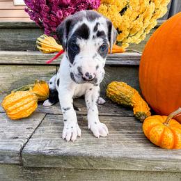 Wolfman - Harlequin male Great Dane puppy in Climax, Michigan from Beaver Creek Danes