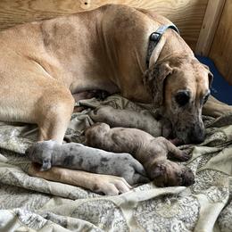 Great Dane Puppies from Split Rock Danes