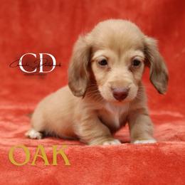 Oak - Cream male Dachshund puppy in Huntington, Texas from Camacho_Dachshunds
