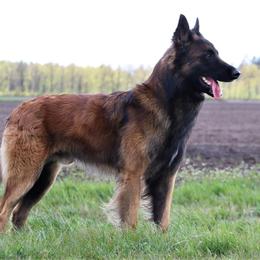 Norton - Belgian Tervuren