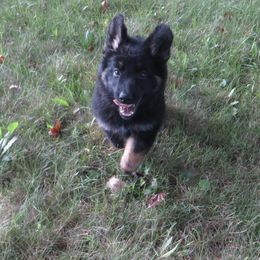 Girl 2 - Black and red German Shepherd puppy in Upland, Indiana from Pinegrove German Shepherds