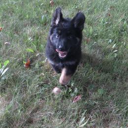 Girl 2 - Black and red German Shepherd puppy in Upland, Indiana from Pinegrove German Shepherds