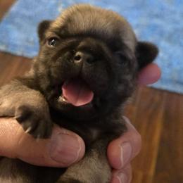 Girl 1 - Fawn female Pug puppy in Cheyenne, Wyoming from Viking Kennel