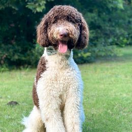 Duke - Goldendoodle