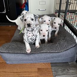 Dalmatian Puppies from Dalmatian Creation