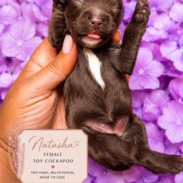 Girl 5 - Brown and white female Cockapoo puppy in Otisville, Michigan from Danie’s Darling Doodles LLC