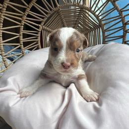 Anna - Red merle female Australian Shepherd puppy in Grants Pass, Oregon from Carmel Mountain Aussies