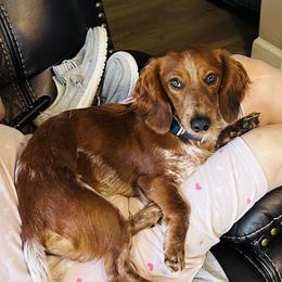 Buster - Dachshund