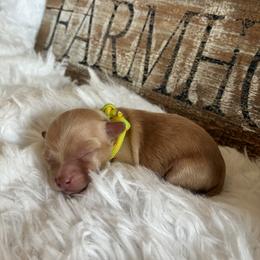 Cider - Apricot male Havapoo puppy in Marquand, Missouri from Perfectly Playful Doodles