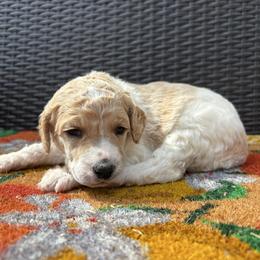 Honey - Parti female Poodle puppy in Conway, Arkansas from Arkansas River Poodles