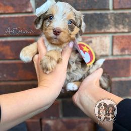 Autumn Gold - Chocolate merle female Bernedoodle puppy in Owasso, Oklahoma from Kallams Bernedoodles & Bernese Mountain Dogs