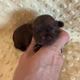Rosie - Chocolate female Shih Tzu puppy in Success, Missouri from Sweet Success
