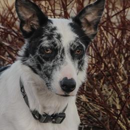Border Collie puppies from Cathedral Border Collies