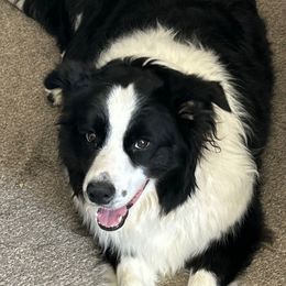 Spirit mom - Black and white female Border Collie puppy in Litchfield Park, Arizona from Dragonfly BC Puppies (Champion Lineage)