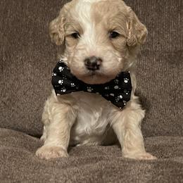 Bernedoodle Puppies from Northern NY Bernedoodles