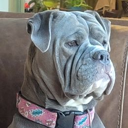 Izza - Olde English Bulldogge