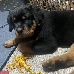 Rottweiler Puppies from CG Rottweilers