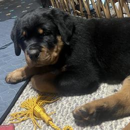 Rottweiler Puppies from CG Rottweilers