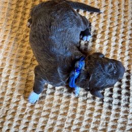 Boy 2 - male Lagotto Romagnolo puppy in Westlake, Oregon from Premier Truffles