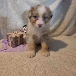 Dijon - Red merle female Australian Shepherd puppy in Athol, Idaho from ShorDu