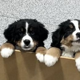 Bernese Mountain Dog Puppies from Willow Wood Bernese