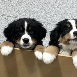 Bernese Mountain Dog Puppies from Willow Wood Bernese