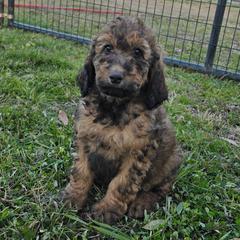 Cuddles - Merle female Irish Doodle puppy in Bonifay, Florida from Heavenly Poodles