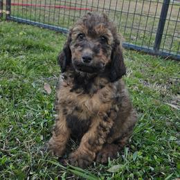 Cuddles - Merle female Irish Doodle puppy in Bonifay, Florida from Heavenly Poodles