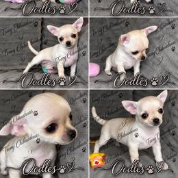 Oodles - Cream and white female Chihuahua puppy in Rocky Mount, Virginia from Teeny Chihuahuas