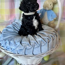 Goldendoodle Puppies from Our Darling Doodles