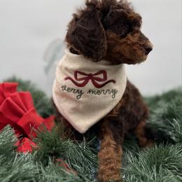 Urbane - Phantom female Poodle puppy in Ocala, Florida from Bernedoodles of Florida