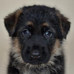 German Shepherds from Sonnenfeld Shepherds