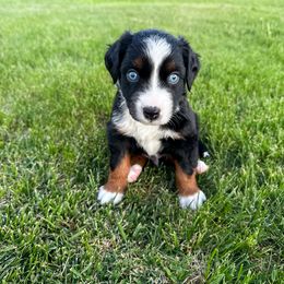 Miniature American Shepherd and Miniature Australian Shepherd Puppies from Sugartop Minis