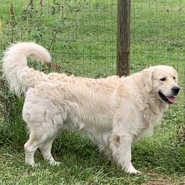 General - Golden Retriever