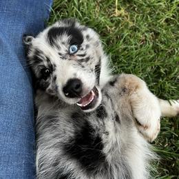 Blue Merle boy 3 - Blue merle male Australian Shepherd puppy in Piedmont, Oklahoma from HeartDriven Aussies