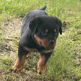 Boerboels and Rottweilers from Schwarzbachtal