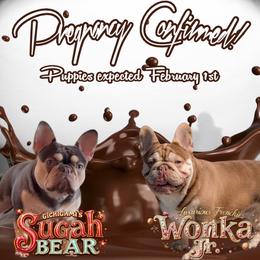 French Bulldog puppies from Gichigami French Bulldogs
