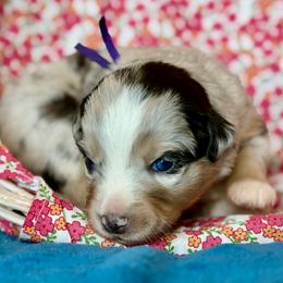 Purple collar - Blue merle female Miniature Australian Shepherd puppy in 32046, Florida from River Hill Ranch