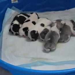 French Bulldog puppies from Aloha NW Frenchies