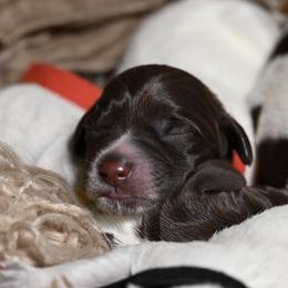 Wirehaired Pointing Griffon Puppies from Star•CH Wirehaired Pointing Griffons