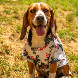 Glory - Beagle