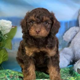 Frisky - Brown and tan male Cockapoo puppy in Depew, Oklahoma from Poodles Perfected
