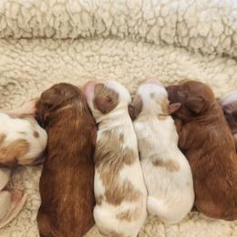 Cavapoo and Poodle Puppies from Salt Creek Doodles