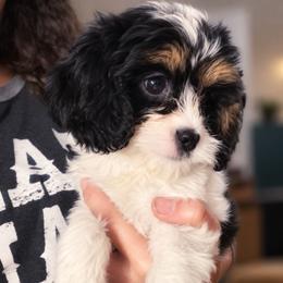 Cavapoo Puppies from Panda Puppies