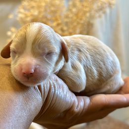 Pink Collar - Apricot female Cavapoo puppy in Palm Beach County, Florida from Benji’s Cockapoos