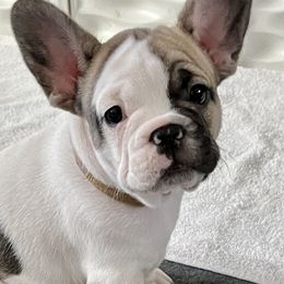 Cheesecake - French Bulldog puppy in Utah from A Cute Pair of Frenchies