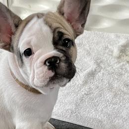 Cheesecake - French Bulldog puppy in Utah from A Cute Pair of Frenchies