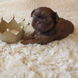 Boy one - Liver male Shih Tzu puppy in Paradise, California from Richview Shihtzu