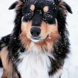 Australian Shepherds from Border Creek's Australian Shepherds